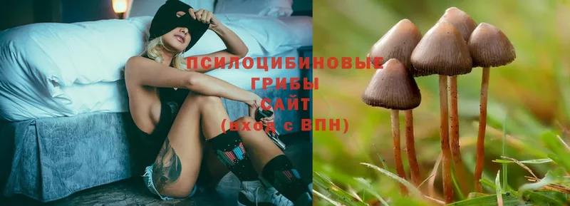 Псилоцибиновые грибы Psilocybe  Майский 